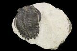 Bargain, Hollardops Trilobite - Visible Eye Facets #119846-2